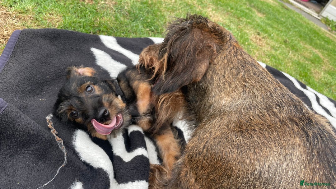 Dachshund dogs for sale: Standard Wirehair Dachshund  - Image 4