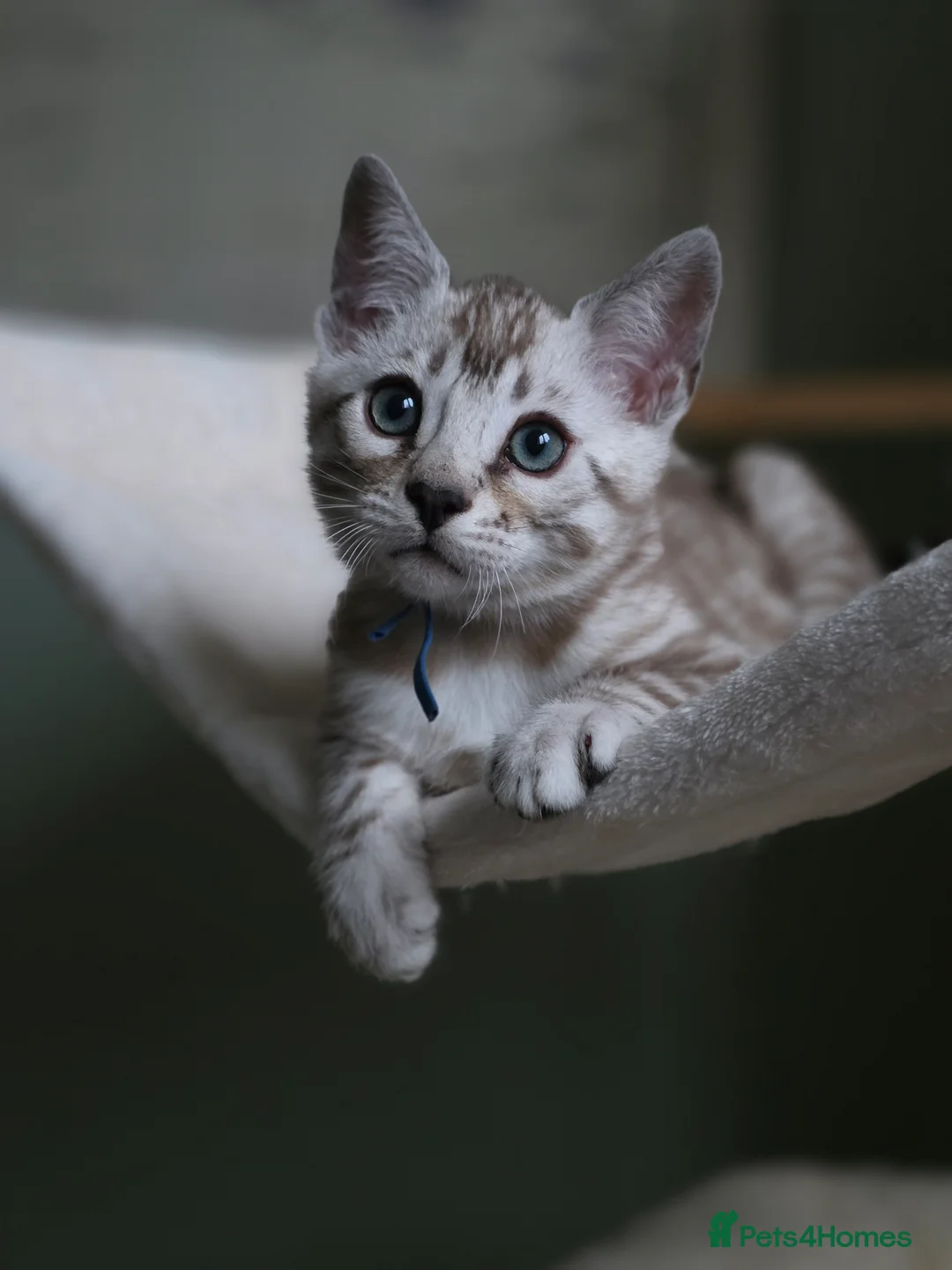 Bengal cats for sale: ❄️Outstanding Silver Snow Bengal Kittens❄️ - Advert 13