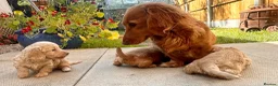 Miniature Dachshund dogs for sale: Beautiful Cream Long Haired Miniature Dachshunds - Advert 2