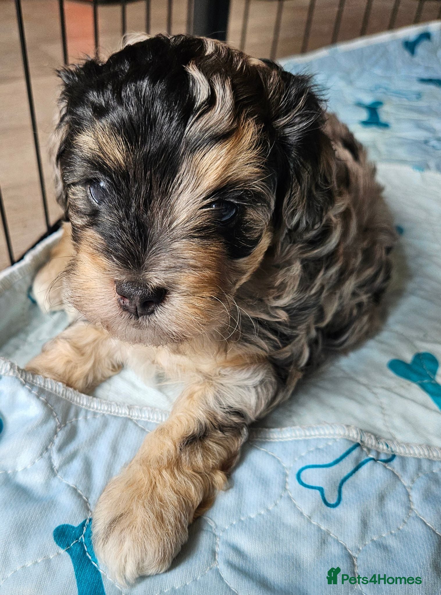 Maltipoo dogs Beautiful Blue Merle Maltipoos - Advert 1