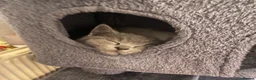 British Shorthair cats for sale: British Shorthair Kitten  - Advert 4