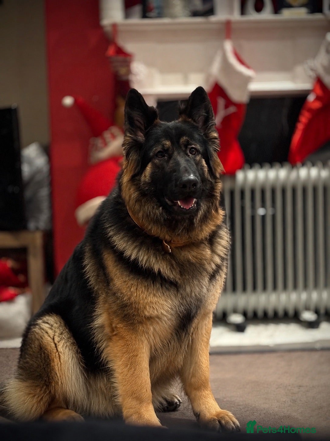 German Shepherd dogs LARGE KC BIG BONE PUPPIES  - Advert 1