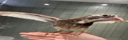 Pigeons birds for sale: Hand feed pet pigeons  - Advert 3