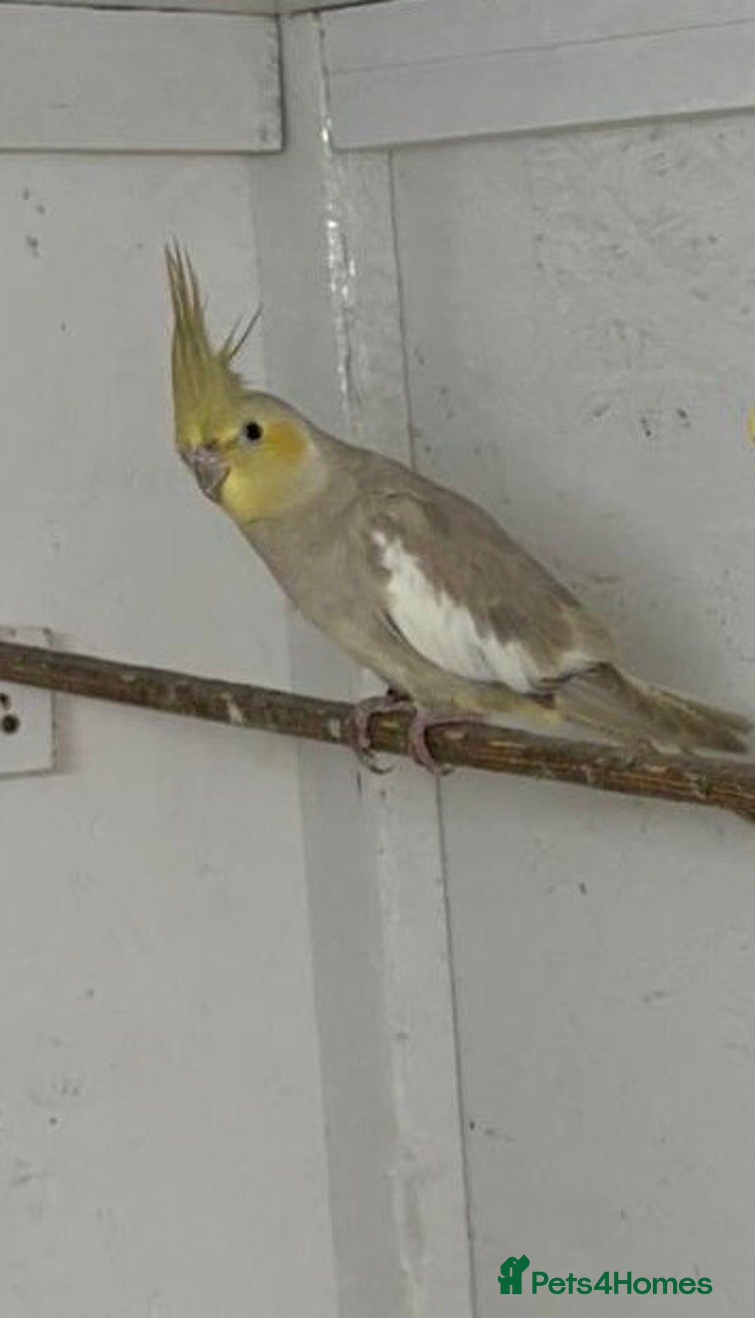 Cockatiels birds for sale: Breeding of cockatiels  - Advert 4