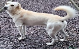 Mixed Breed dogs for adoption: Rescue boy Walter is looking for his second chance - Image 2