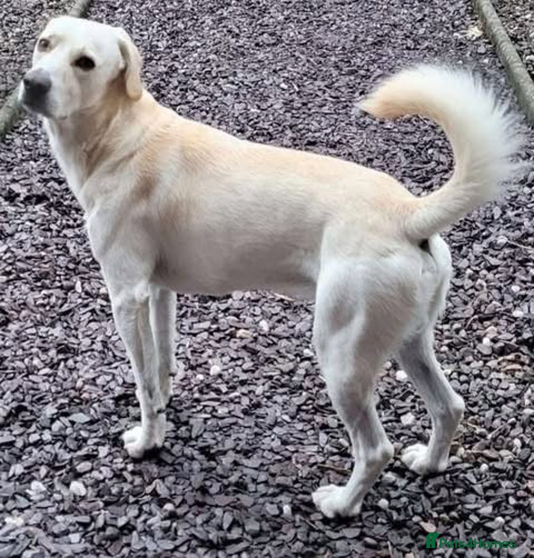 Mixed Breed dogs for adoption: Rescue boy Walter is looking for his second chance - Image 2
