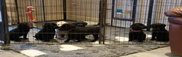 Labrador Retriever dogs for sale: Beautiful litter of labrador pups - Advert 19