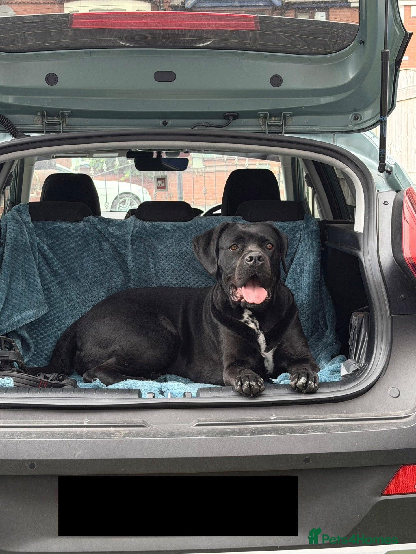 Cane Corso dogs Senna  - Advert 6