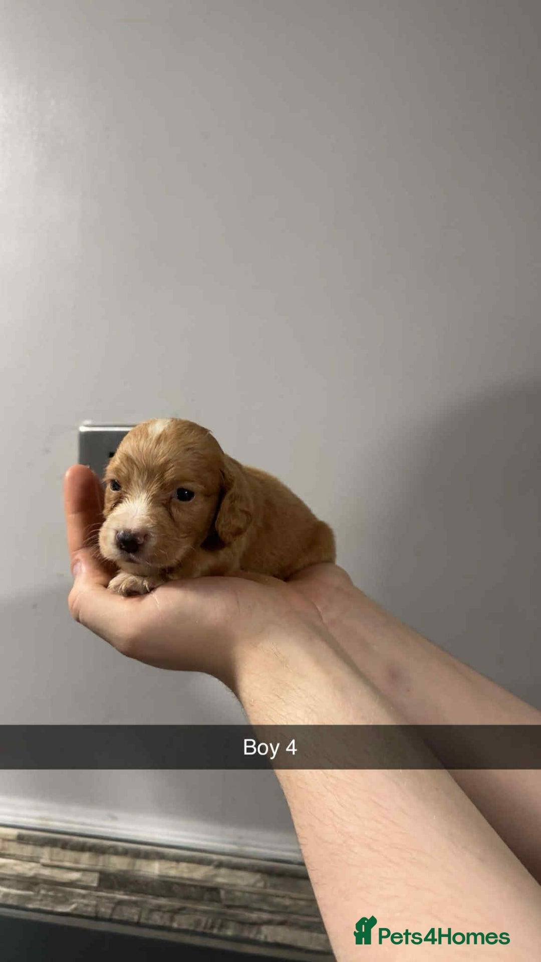 Cocker Spaniel dogs for sale: Cocker spaniel pups  - Image 6