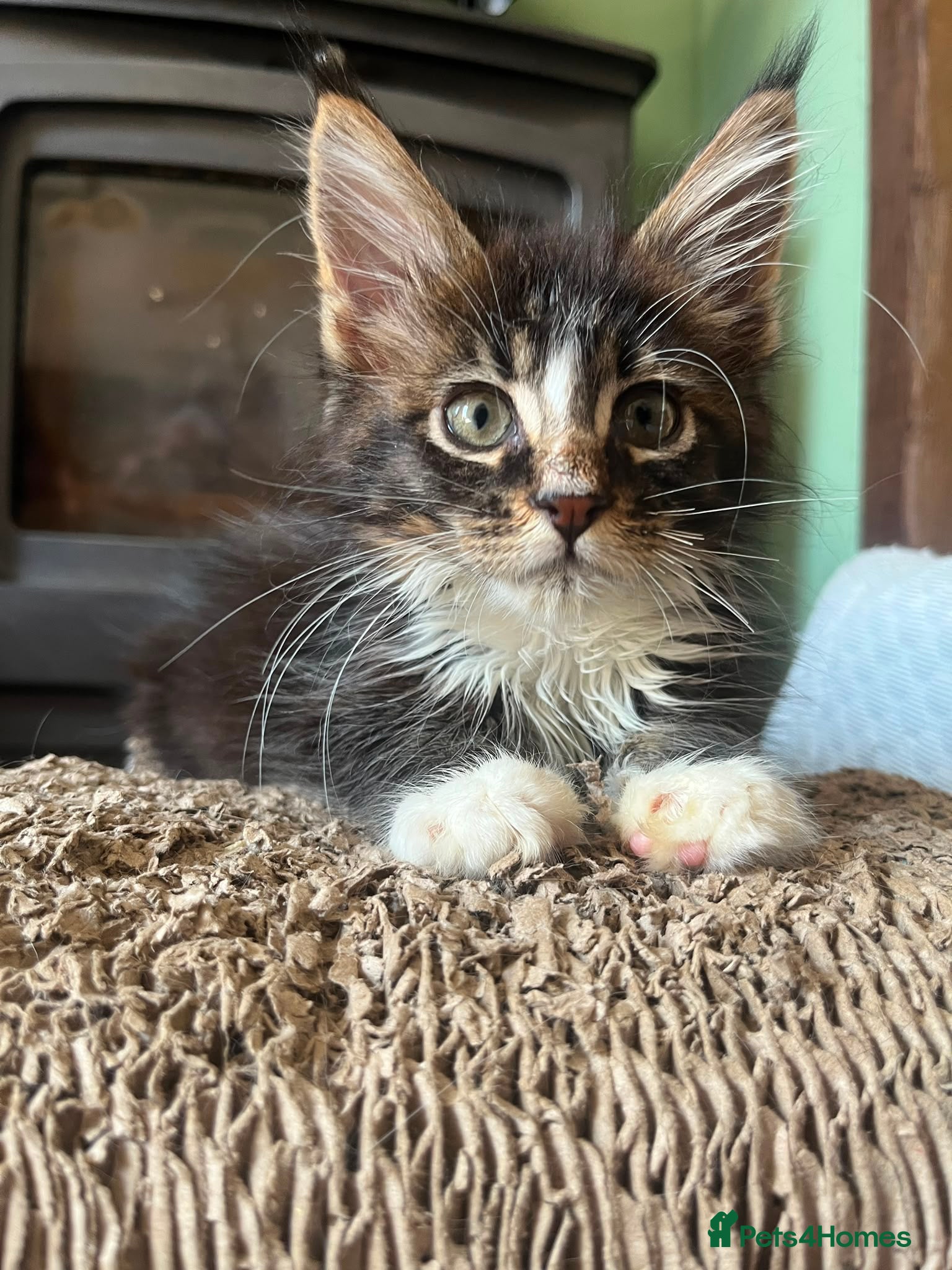 Maine Coon cats Beautiful Pedigree Maine Coon Kittens  - Advert 2