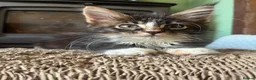 Maine Coon cats for sale: TICA Registered pedigree Maine Coon kittens - Advert 30