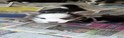 Welsh Corgi Pembroke dogs for sale: Quality, dna clear healthy fit pups - Advert 16