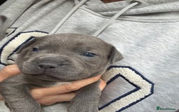Staffordshire Bull Terrier dogs for sale: Quality Blue Health Tested  - Advert 6