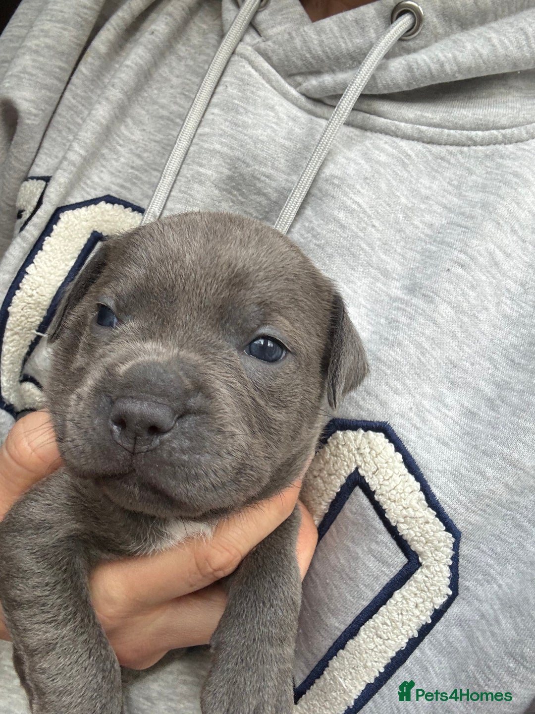 Staffordshire Bull Terrier dogs for sale: Quality Blue Health Tested  - Advert 6