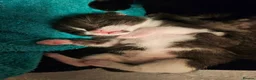 Japanese Bobtail cats for sale: Beautiful kittens - Advert 1