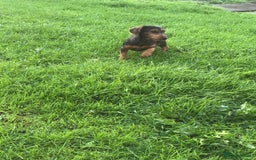 Mixed Breed dogs for sale: Dachshund cross Yorkshire terrier female  - Image 4