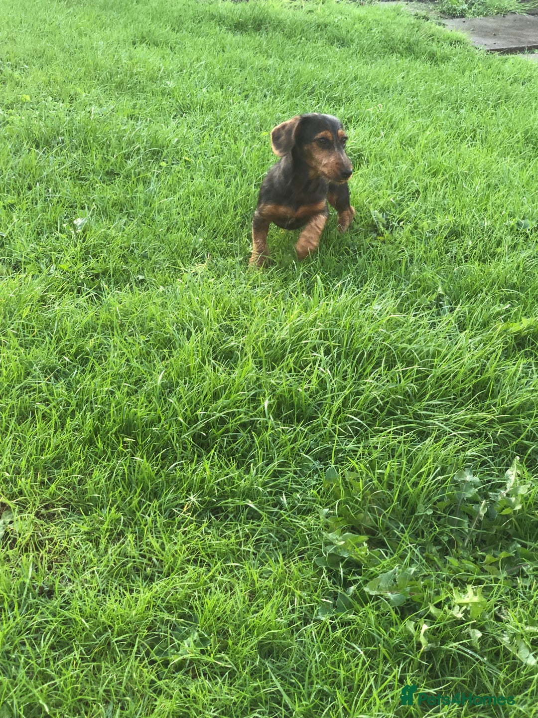 Mixed Breed dogs for sale: Dachshund cross Yorkshire terrier female  - Image 4