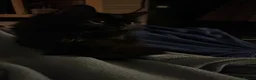British Longhair cats for sale: Black British Longhair Kitty in London - Advert 1