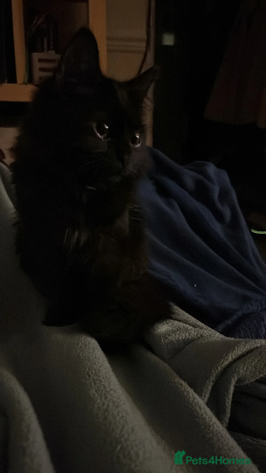 British Longhair cats for sale: Black British Longhair Kitty in London - Advert 1