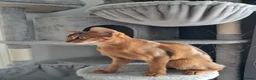 Abyssinian cats for sale: Abysinian female kitten looking for a new home in High Wycombe - Advert 3