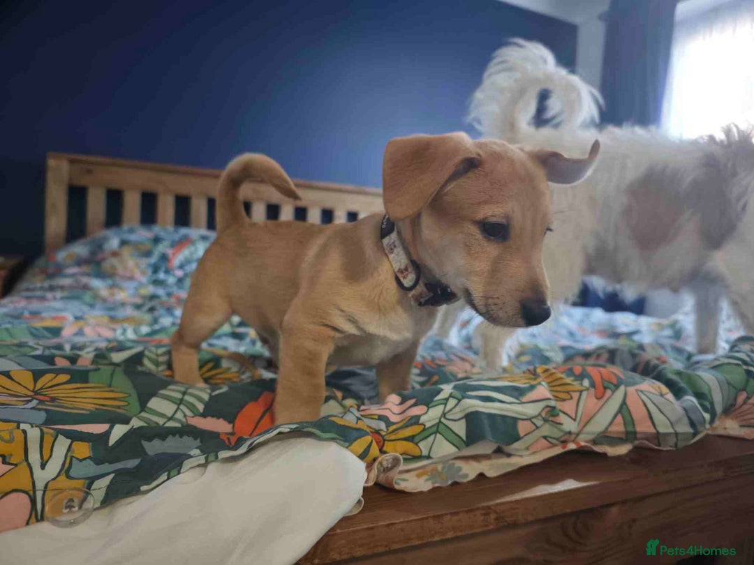 Mixed Breed dogs for sale: Parson Russell Cross Puppies  - Image 7