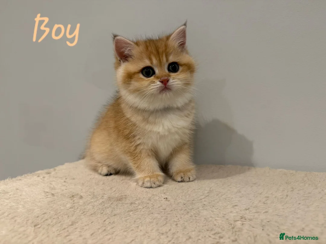 British Shorthair cats for sale: Pure Pedigree BSH Kittens GCCF Rare Golden /Silver - Advert 5