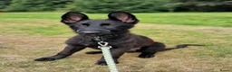 German Shepherd dogs for sale: Jet German Shepherd - Advert 5