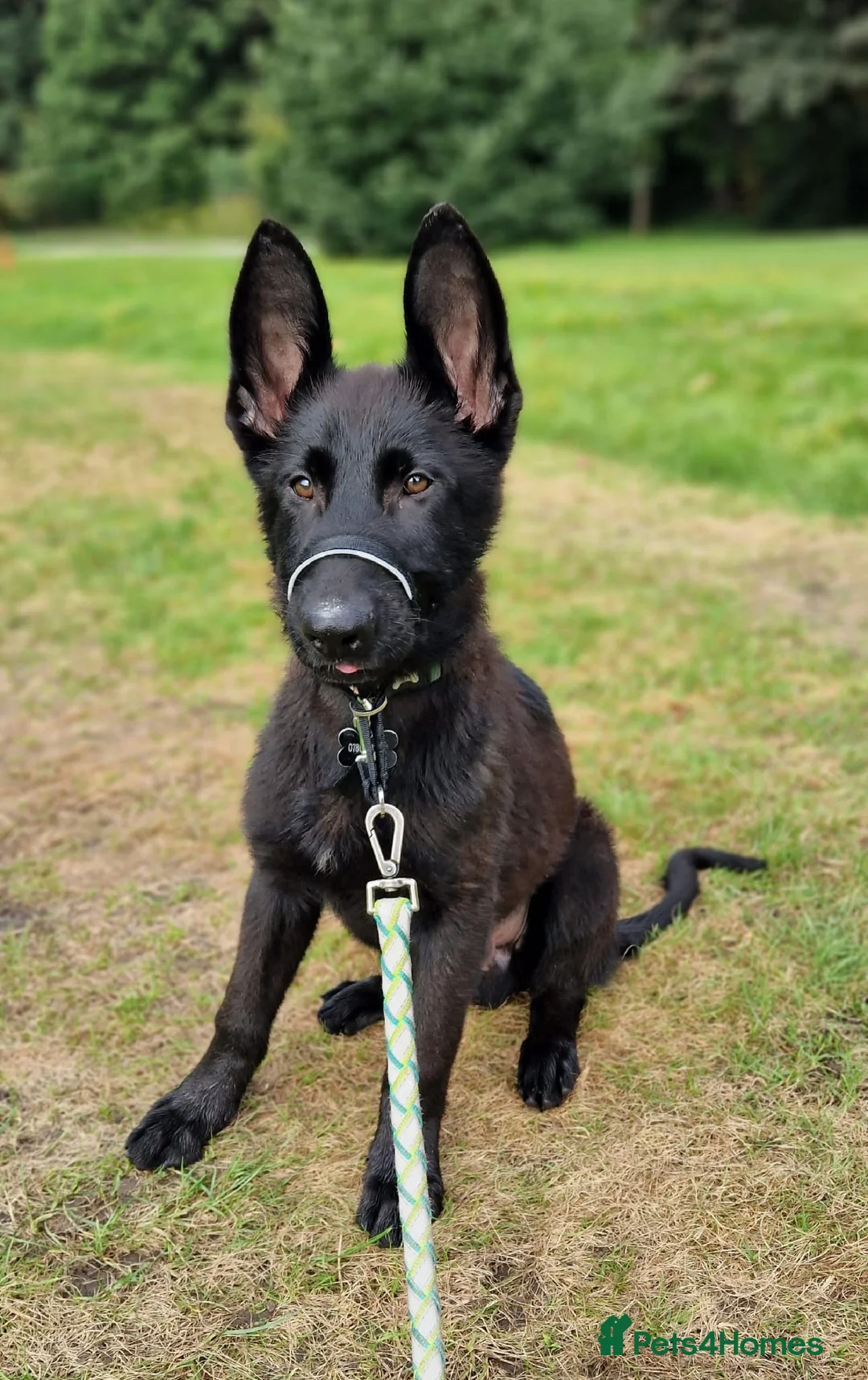 German Shepherd dogs for sale: Jet German Shepherd - Advert 5