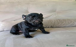 French Bulldog dogs for sale: Healthy Blue French Bulldog Babies - Image 13