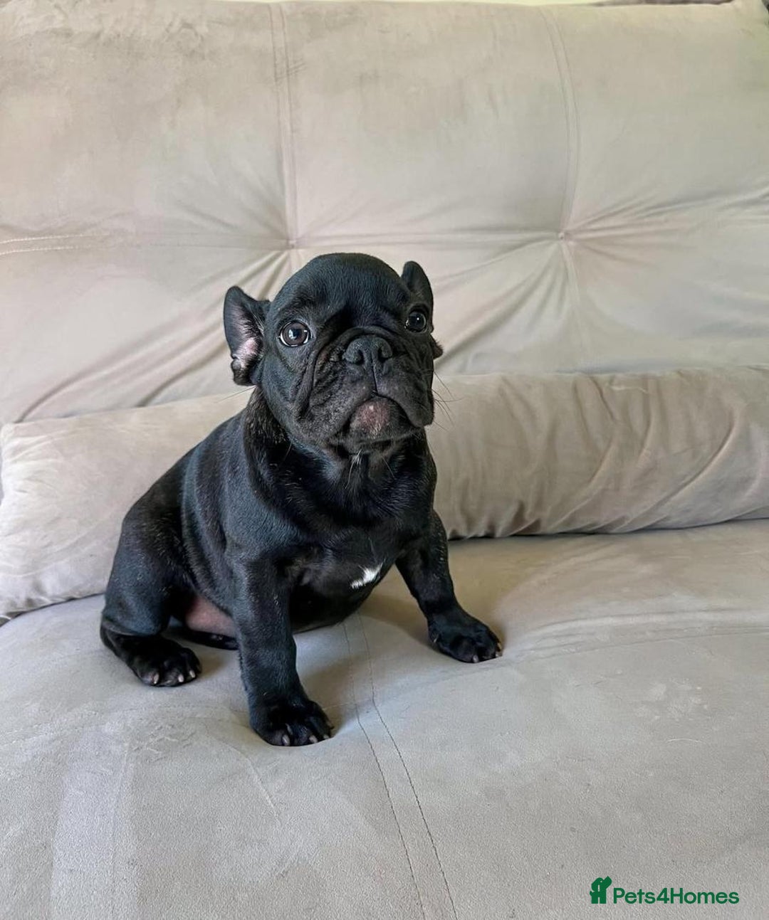 French Bulldog dogs for sale: Healthy Blue French Bulldog Babies - Image 13