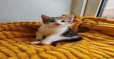 Mixed Breed cats - Advert 5