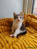 Mixed Breed cats - Advert 5