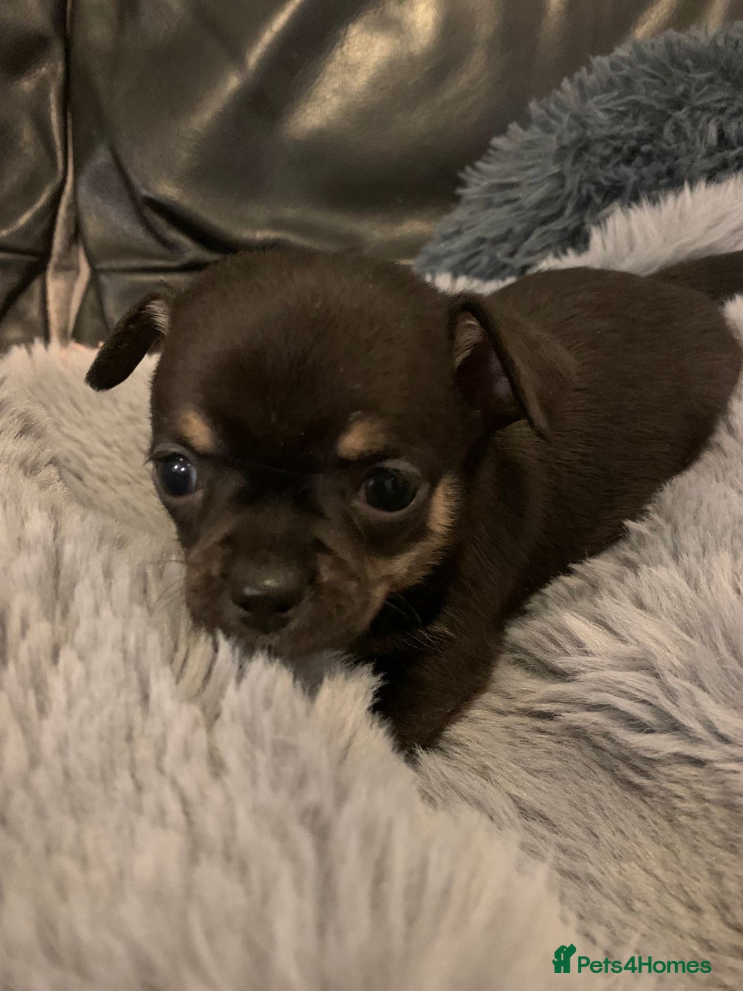 Chihuahua dogs for sale: Beautiful black & blue tri chihuahua puppies  - Advert 20
