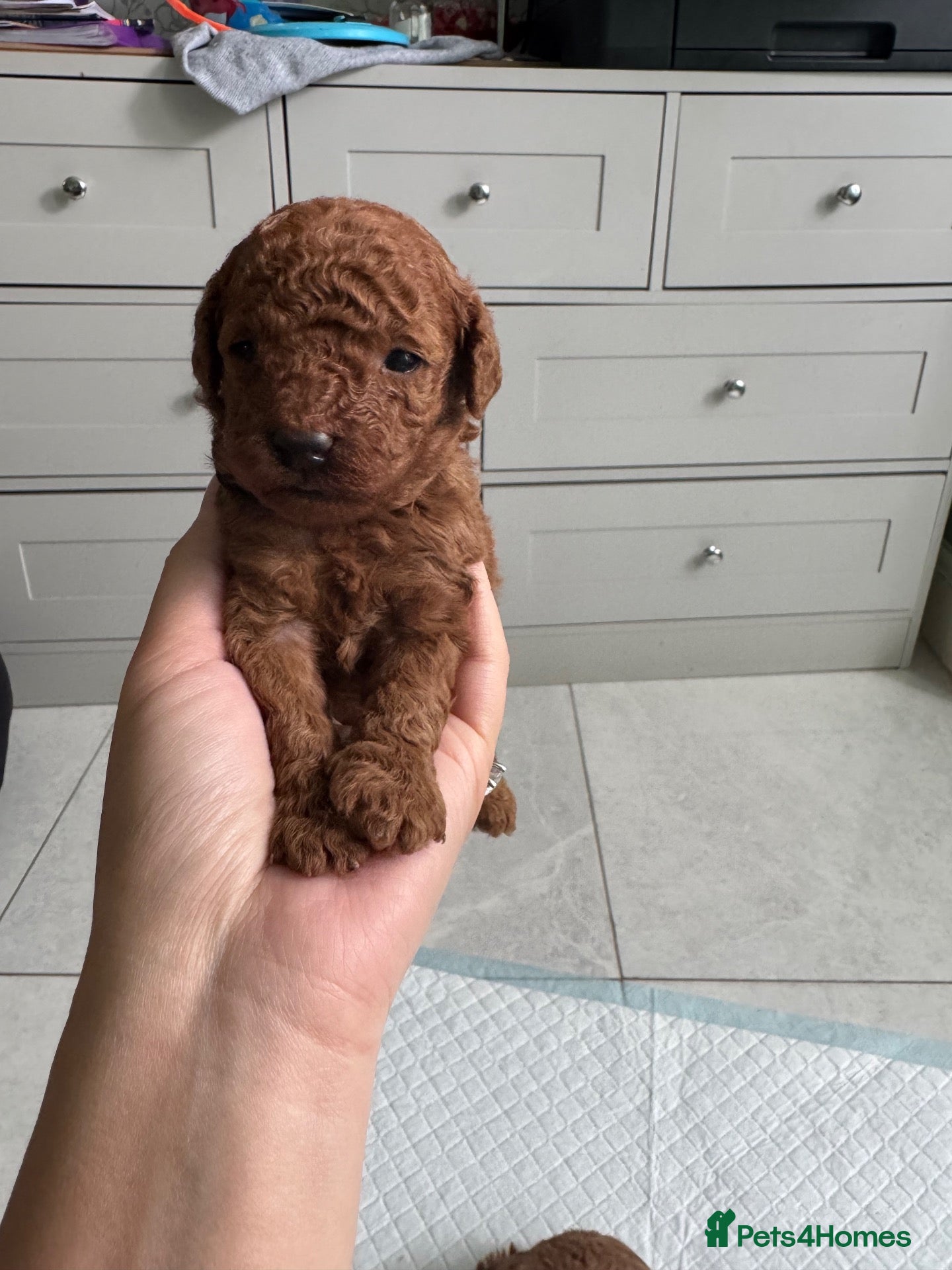 Toy Poodle dogs KC dark ExtraTiny toy poodle puppies champion line - Advert 2