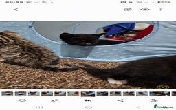 Bengal cats for sale: Bengala - Image 17
