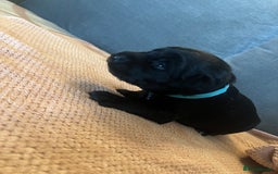 Mixed Breed dogs for sale: 3/4 lab 1/4 collie puppies  in Whitby - Image 16