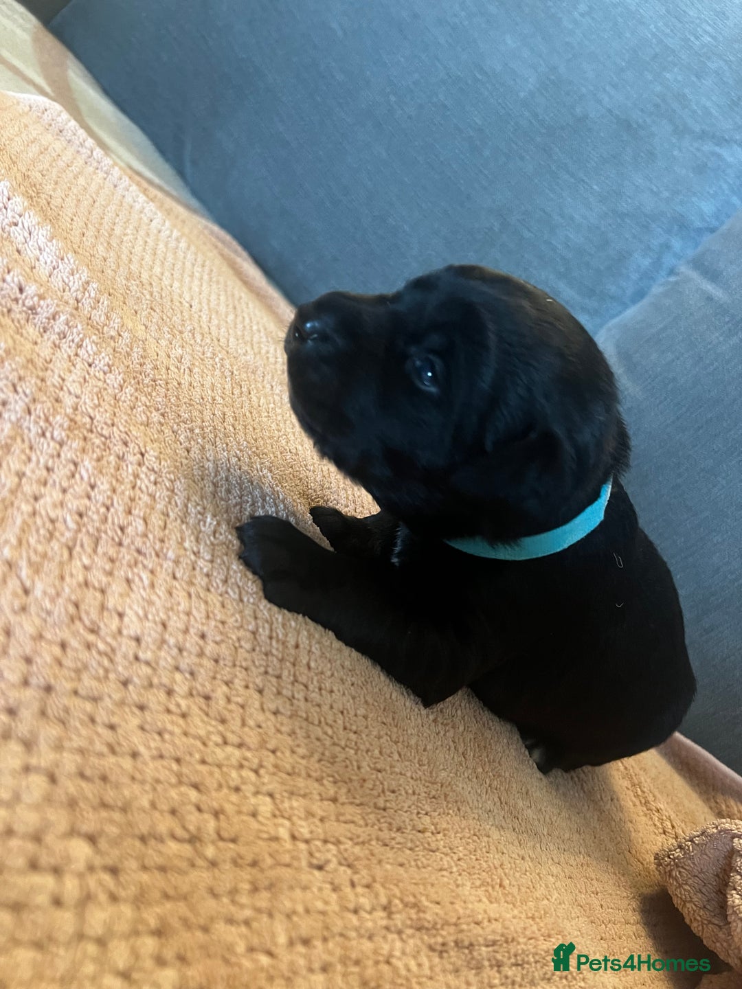Mixed Breed dogs for sale: 3/4 lab 1/4 collie puppies  in Whitby - Image 16