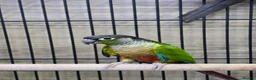 Conures birds for sale: Young Talking Parrots Available 4 to 5 Months Old - Advert 8