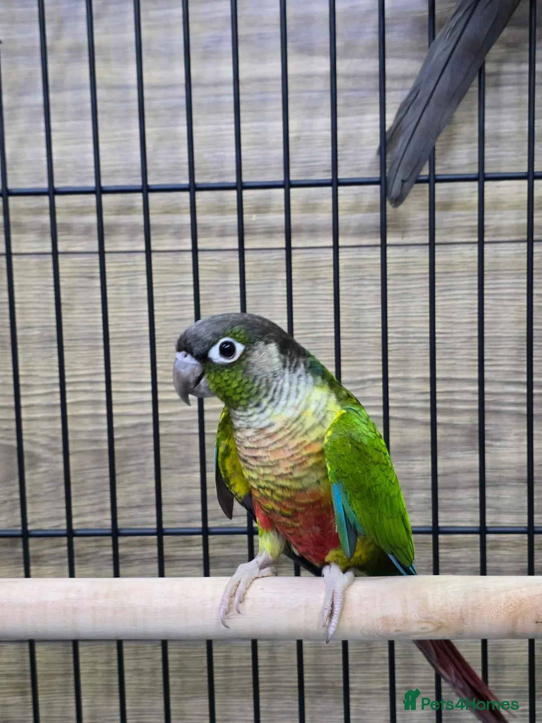 Conures birds for sale: Young Talking Parrots Available 4 to 5 Months Old - Advert 8