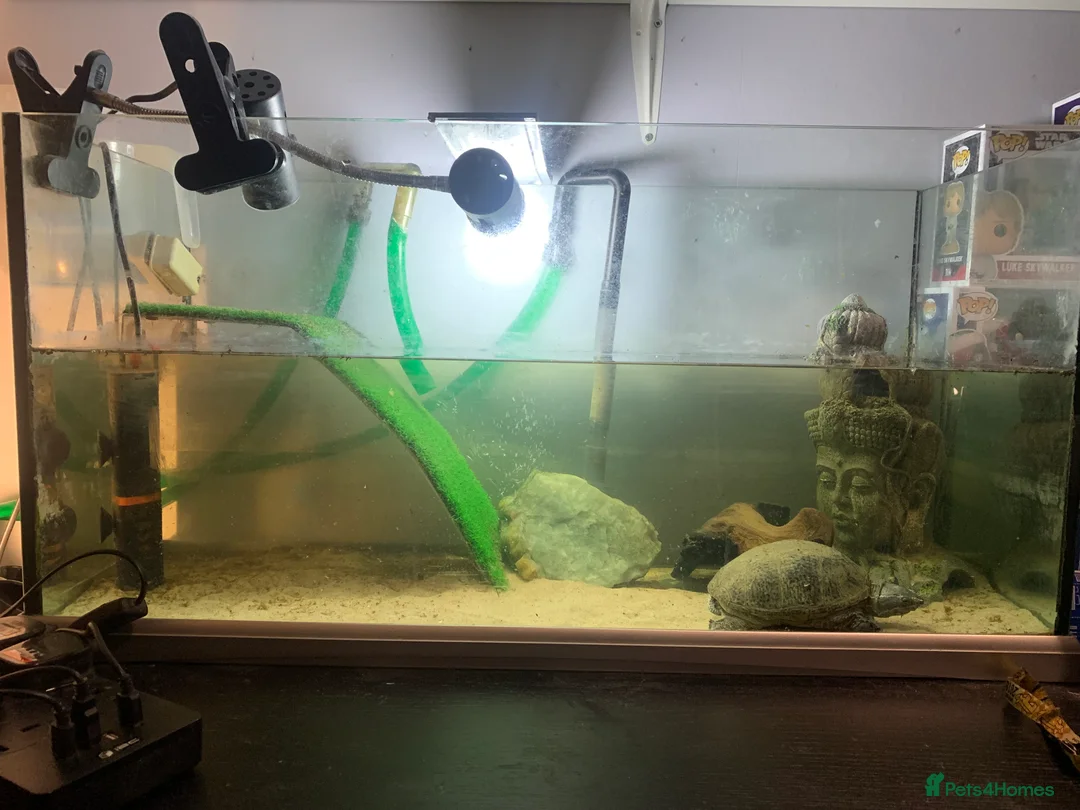 Turtle reptiles for sale: Musk Turtle including Tank and Filter in Walton-on-Thames - Advert 4