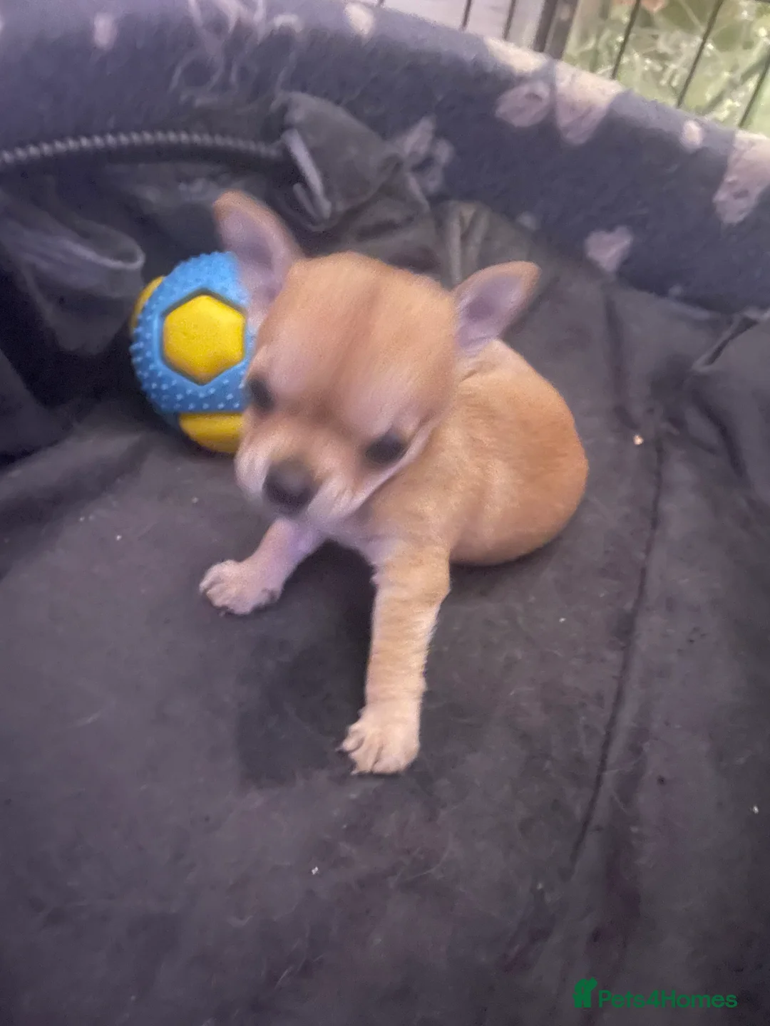 Chihuahua dogs for sale: Chihuahua puppy  - Advert 5