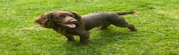 Cocker Spaniel dogs for stud: Beautiful Working Cocker Spaniel  - Advert 3