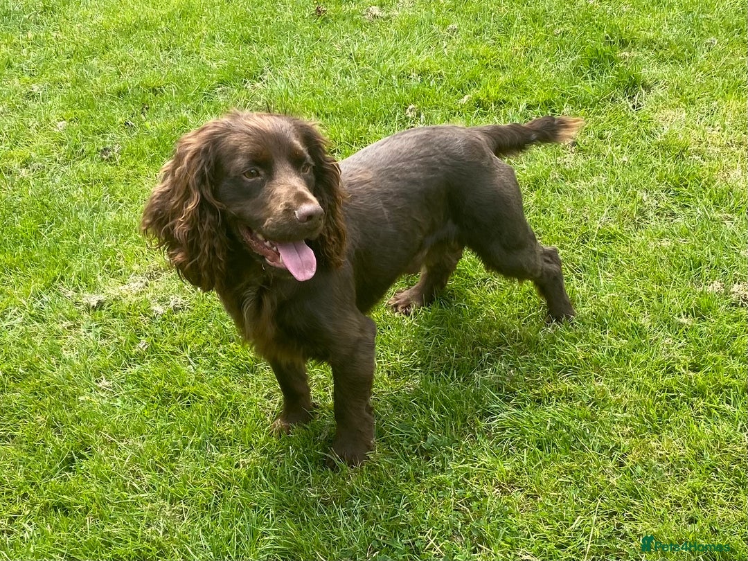 Cocker Spaniel dogs for stud: Beautiful Working Cocker Spaniel  - Advert 3