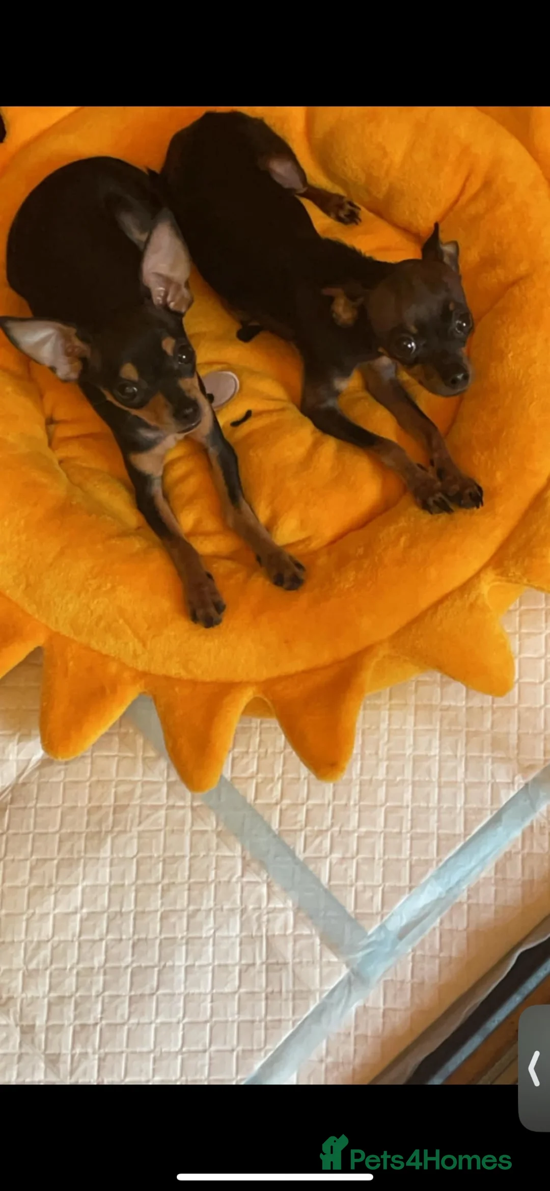Russian Toy Terrier dogs for sale: Looking new home  - Advert 2