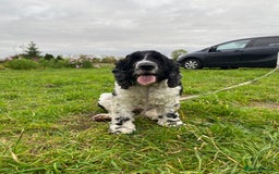 Cocker Spaniel dogs for sale: cocker spaniel girl - Image 5