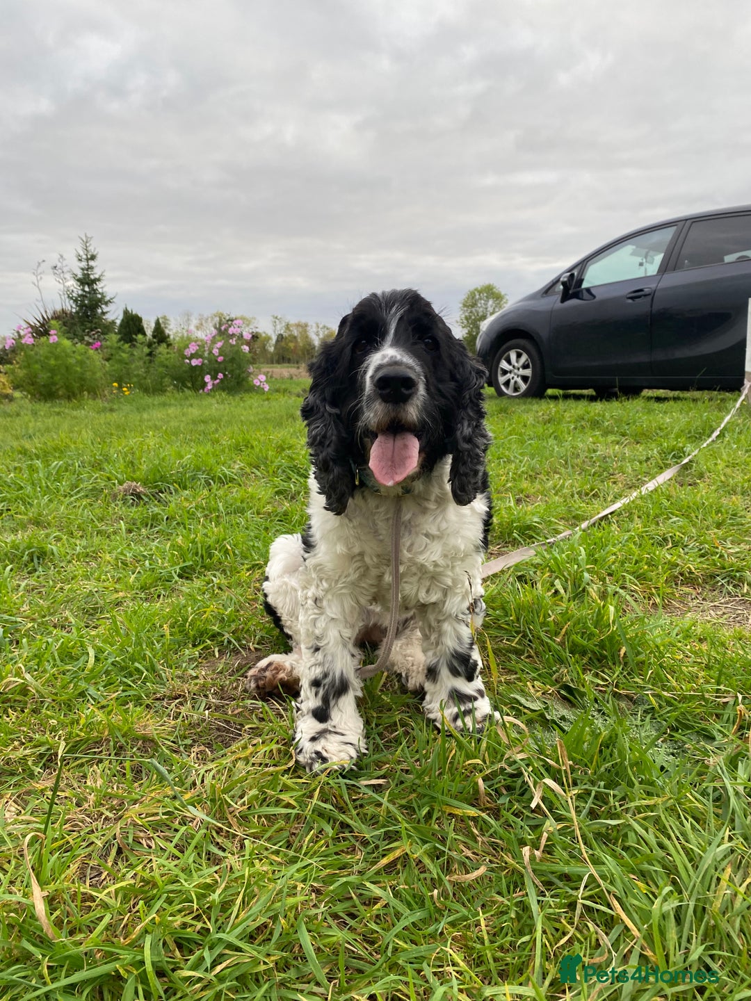 Cocker Spaniel dogs for sale: cocker spaniel girl - Image 5