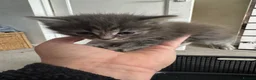 Mixed Breed cats for sale: 4 beautiful part ragdoll kittens  - Advert 5