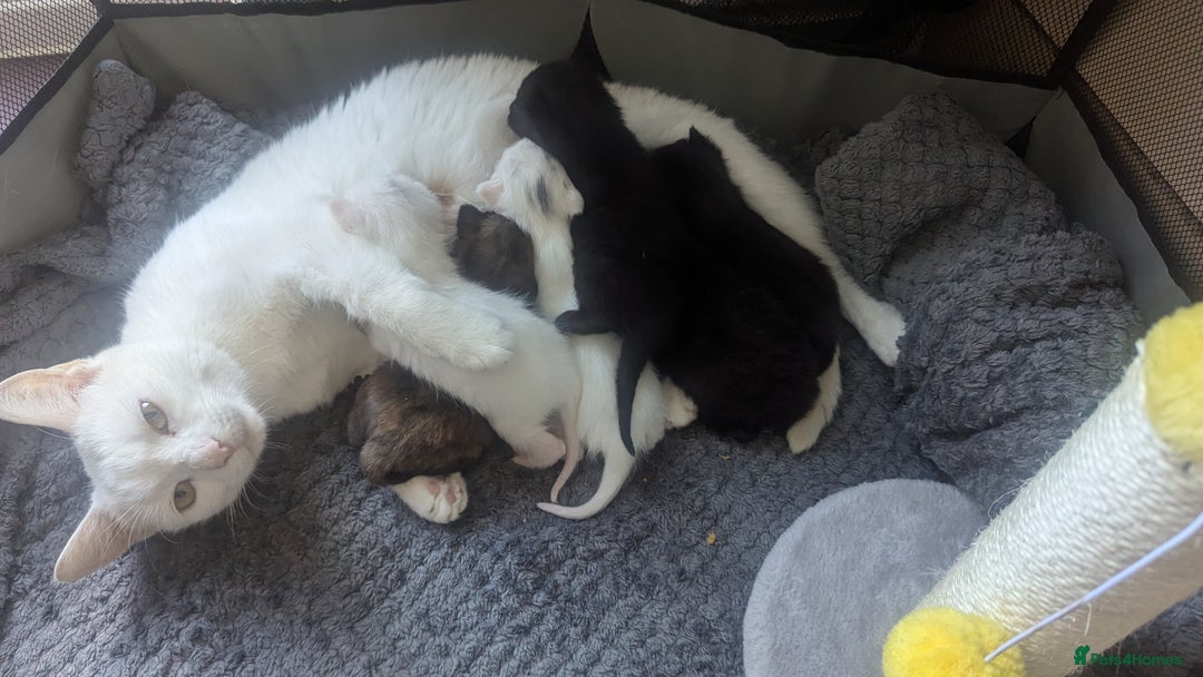 Mixed Breed cats for sale: Mixed coloured beautiful kittens 3 girls 3 boys  - Image 2