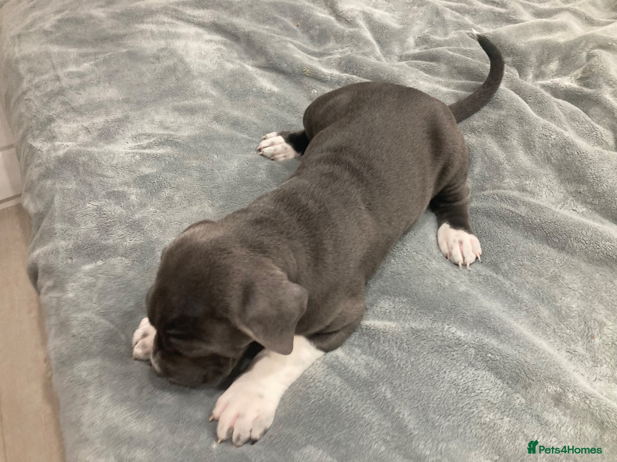 Cane Corso dogs Pure Cane Corso puppies - Advert 1