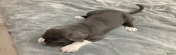 Cane Corso dogs for sale: Pure Cane Corso puppies - Advert 1